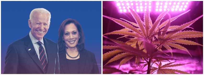 What a Biden/Harris Ticket Means for Cannabis Industry Reform
